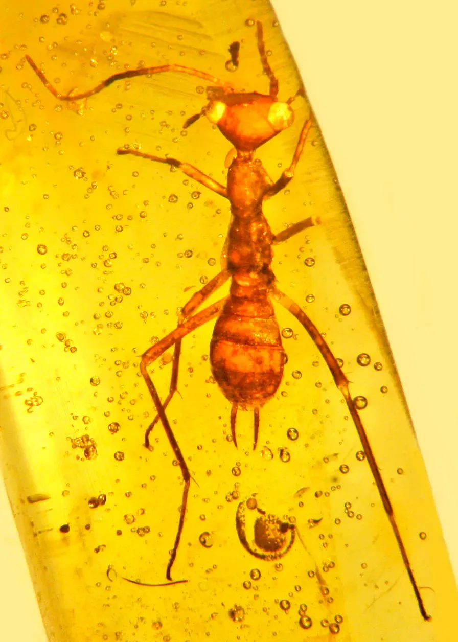 #11 - The 'Ugly Bug' With a Triangular Head and Mystery Neck Glands (By George Poinar, Jr., CC BY-SA 2.0)