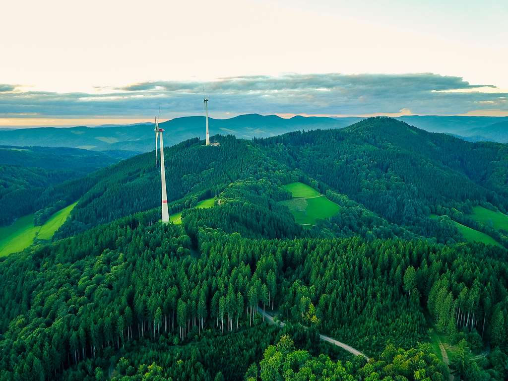 Different Tree Species, Different Power (Image Credits: Flickr)