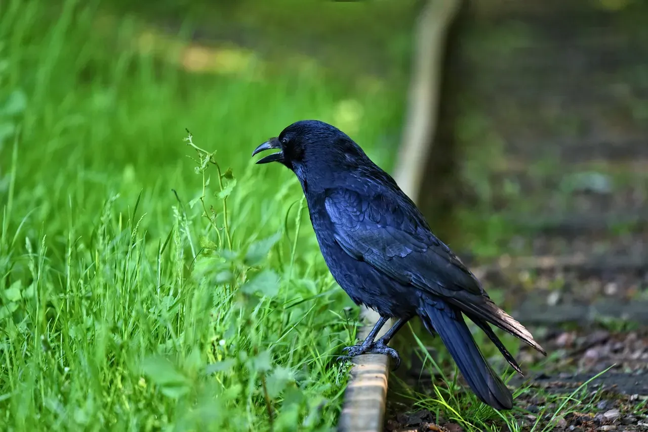 4. Crows and Parrots Can Outsmart Small Children (Image Credits: Pixabay)