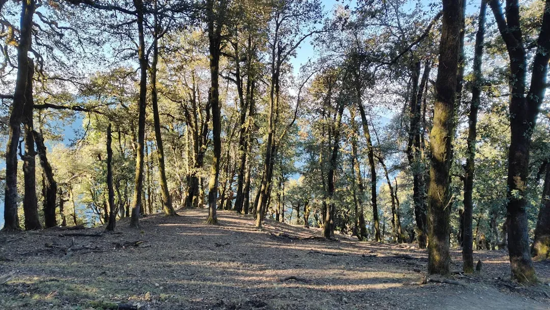 Electrical Impulses Racing Through Tree Tissues (Image Credits: Unsplash)