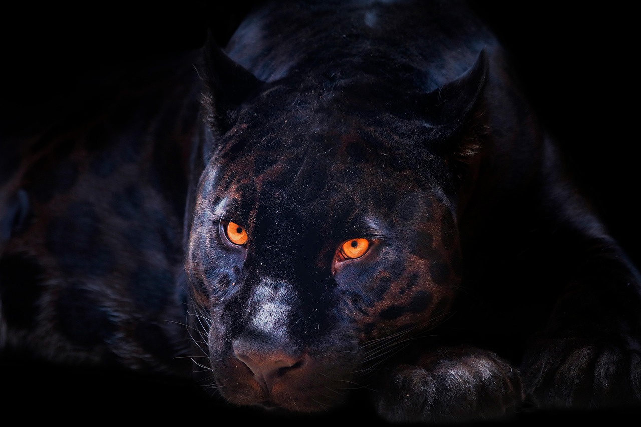 Unleashing Your Inner Beast (Image Credits: Pixabay)