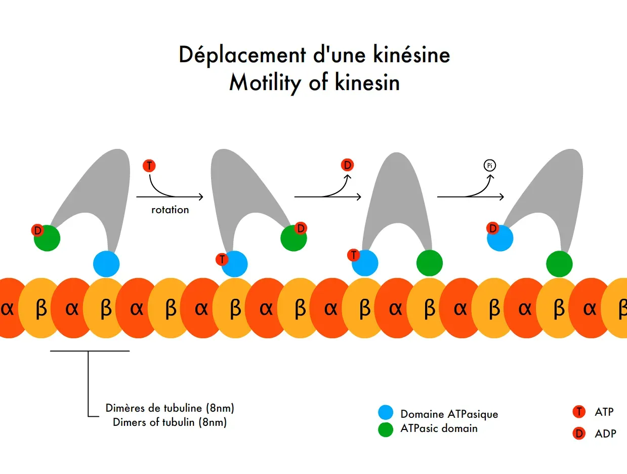 Cellular Highways: Molecular Motors Marching Inside Your Cells (Image Credits: Wikimedia)