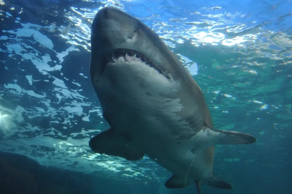 Conclusion: What These Objects Really Tell You About Great Whites (Image Credits: Rawpixel)