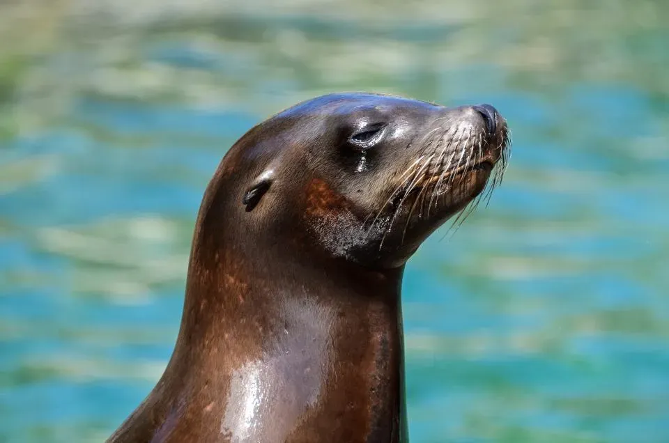 Sensing What You Can’t: Subtle Cues and Group Intelligence (Image Credits: Stocksnap)