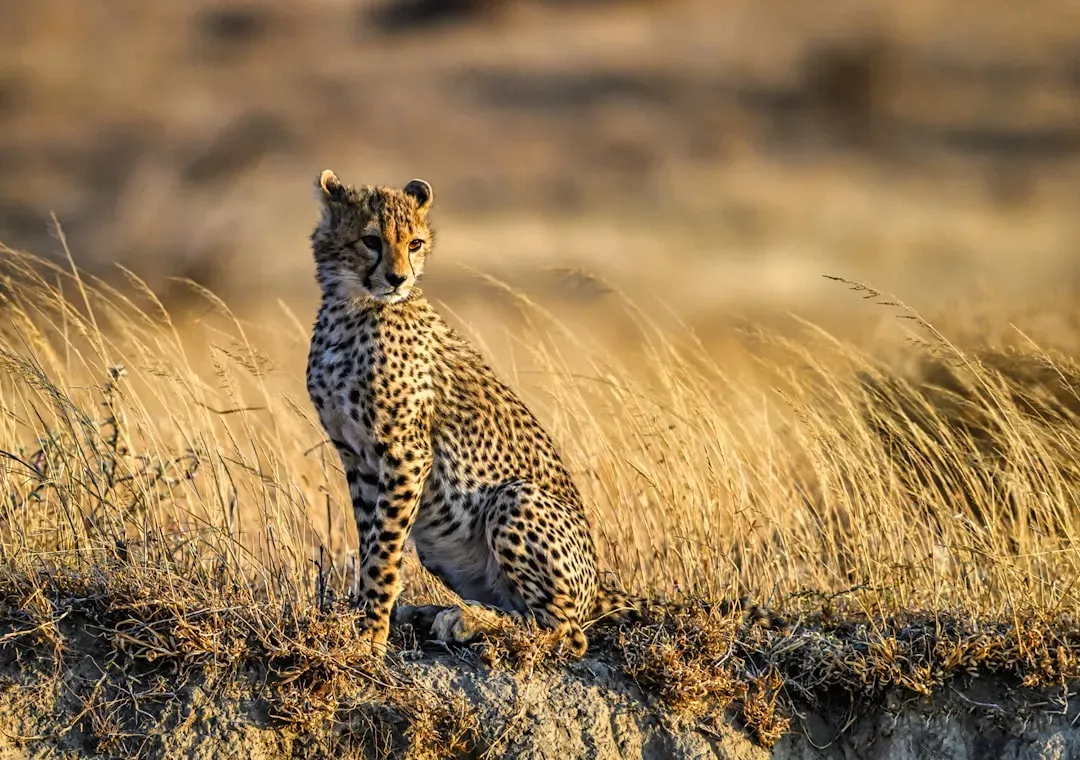 Solo Specialists in a World of Teams (Image Credits: Unsplash)