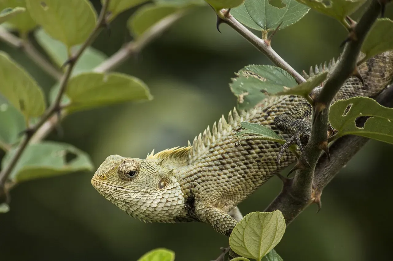 11. Deception and Camouflage: When Silence Is Used to Mislead (Image Credits: Pixabay)