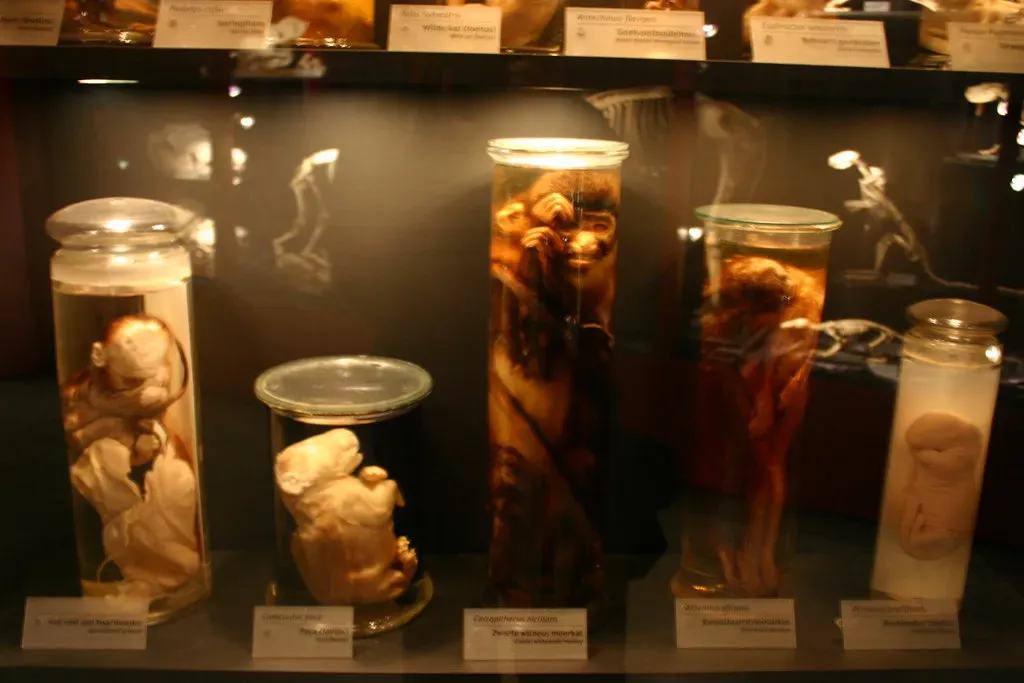 #7 - Jars of Preserved Animals That Get Split Into New Specimens (Ryan Somma, Flickr, CC BY-SA 2.0)