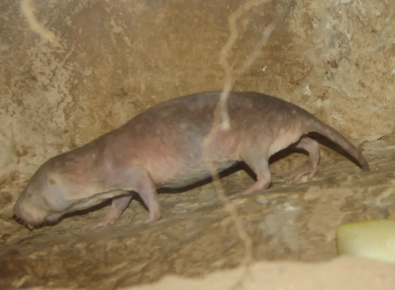 9. Naked Mole Rats Have Colony-Specific Accents (By Ltshears, Public domain)