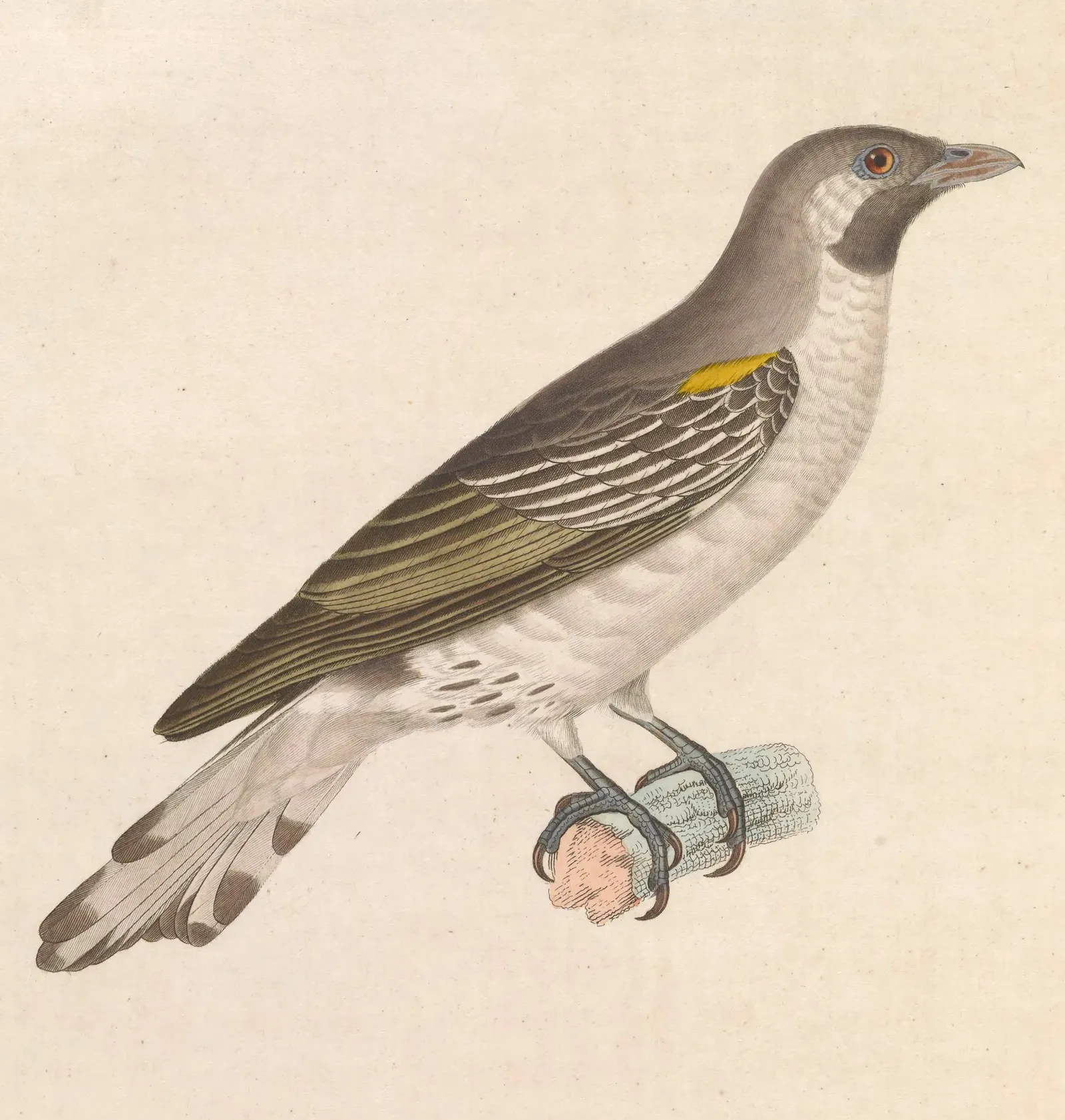 Conclusion: A Quiet Call, a Radical Idea (Nouveau recueil de planches coloriées d'oiseaux, Public domain)