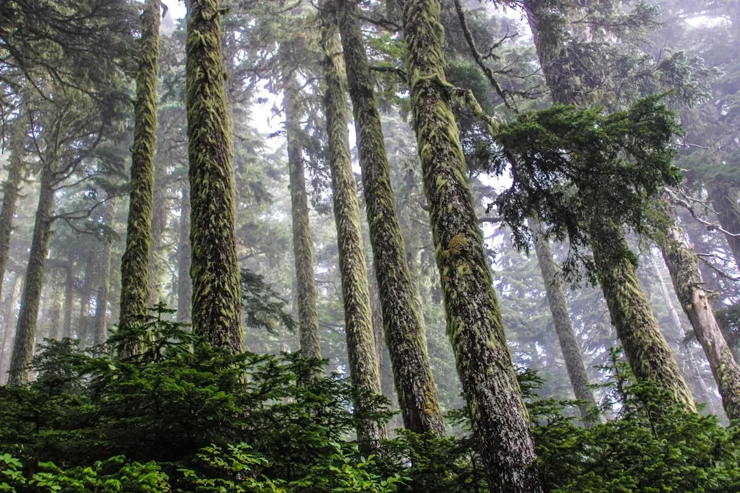 Rethinking Our Relationship With Forests (Image Credits: Unsplash)