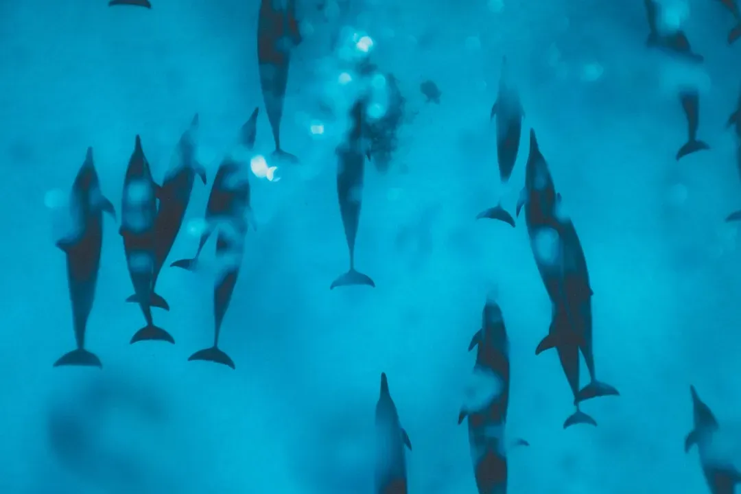 Dolphins Have Names for Each Other and Can Actually Ask Questions (Image Credits: Unsplash)
