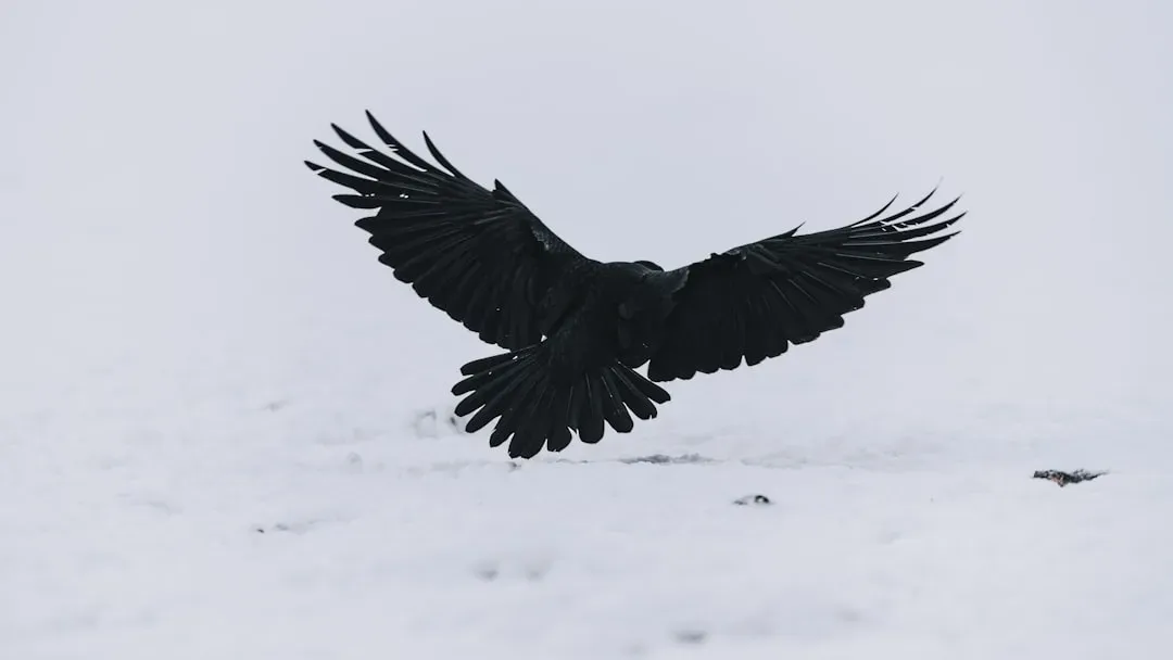 Not Just Owls: Ravens, Eagles, and the Competition for Wisdom (Image Credits: Unsplash)