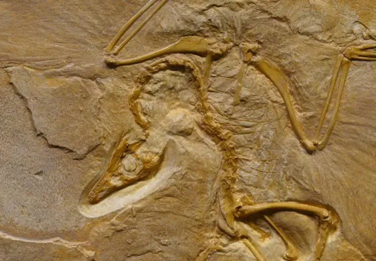 #3 - The Dino-Bird That National Geographic Bet Its Reputation On (Image Credits: Pexels)