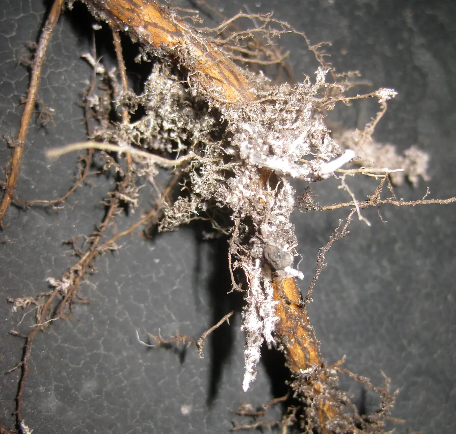 #9 - Mycorrhizal Fungi Are Secretly Doing Most of the Work (Image Credits: Wikimedia)