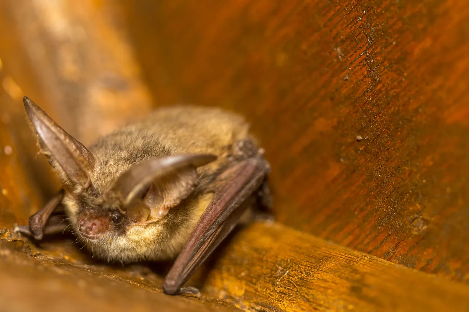 7. Vampire Bats: The Most Unlikely Acts of Generosity (I am the night. I am the terror...to moths, CC BY-SA 2.0)