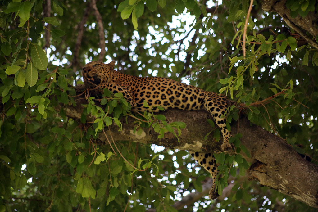 Virgo - The Leopard: Methodical Precision and Quiet Excellence (Image Credits: Flickr)