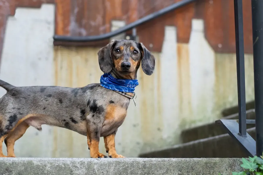 3. Dachshund: Low to the Ground, Manageable Costs (Image Credits: Unsplash)
