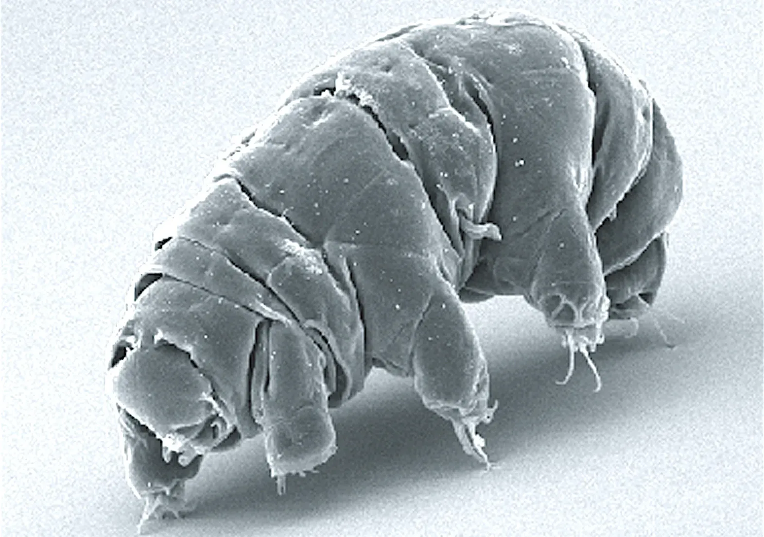 The Tardigrade That Survives Space, Radiation, and Extreme Destruction (Image Credits: Wikimedia)