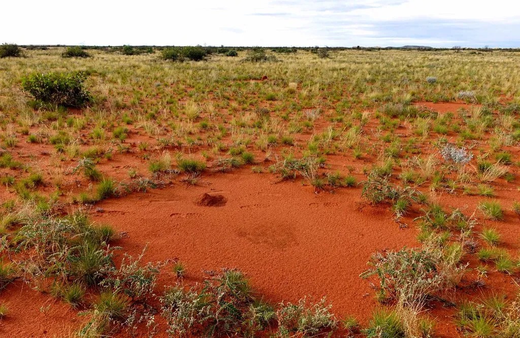 The Mysterious “Fairy Circles” of the Great Basin – Nevada’s Strange Spots (Image Credits: Flickr)