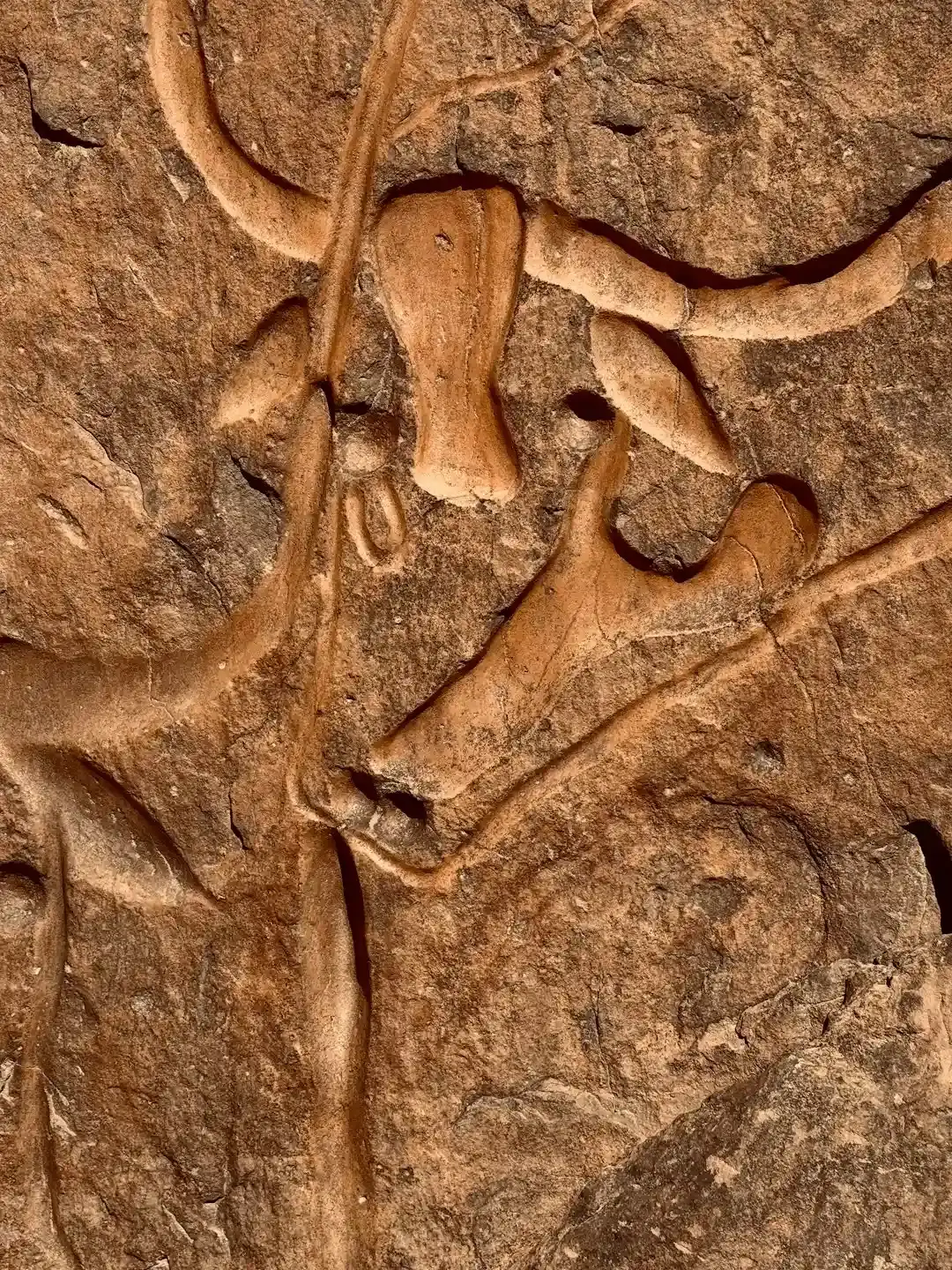 #18 - The 14,000-Year-Old Reindeer Antler Engraving Overlooked Since the 1800s (Image Credits: Unsplash)