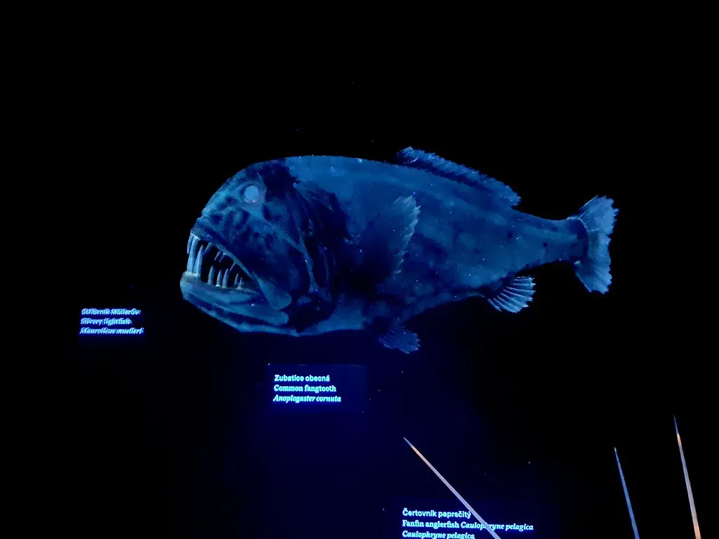 Bioluminescence in the Eternal Darkness (Image Credits: Flickr)