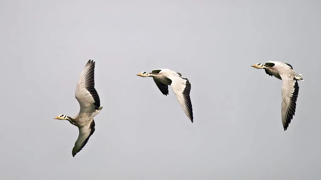 Bar-Headed Geese Flying Over Mount Everest (Image Credits: Flickr)