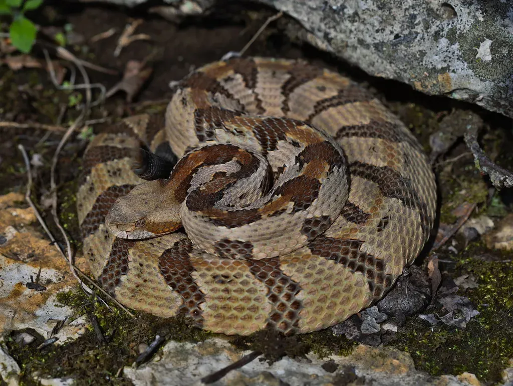 2. Timber Rattlesnake – The Coiled Warning (2ndPeter, Flickr, CC BY 2.0)