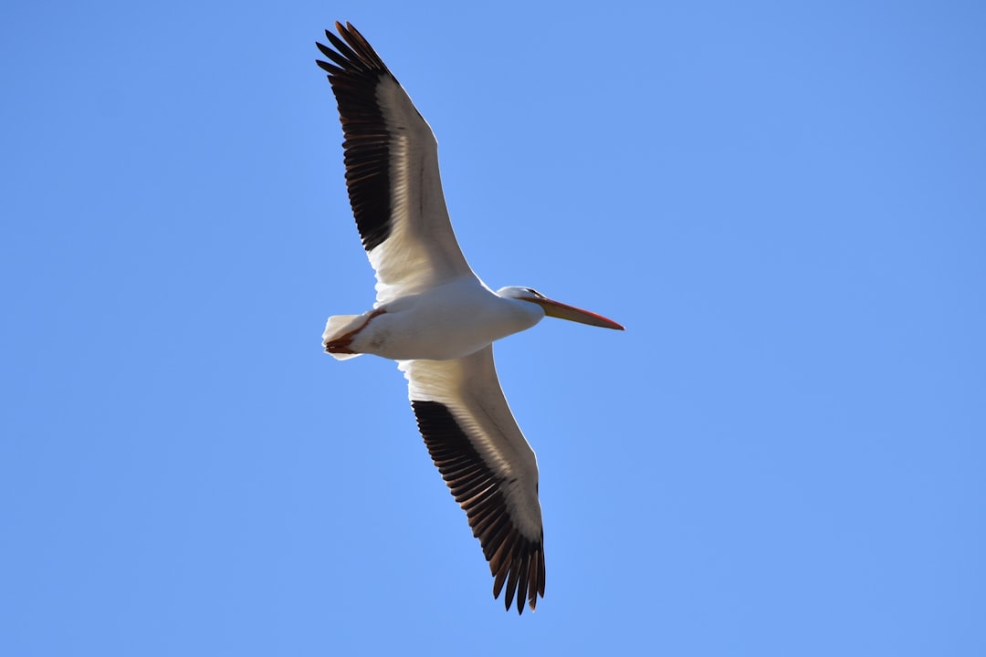 Animal Migration: When the Compass Goes Fuzzy (Image Credits: Unsplash)