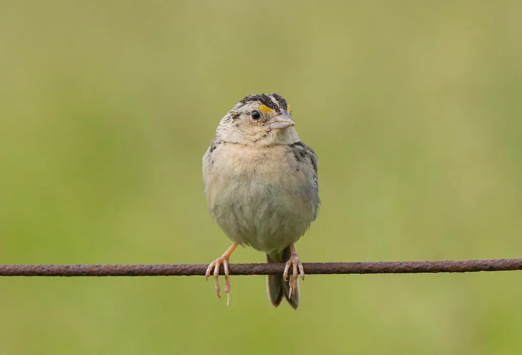 Birds Achieved Consciousness Without Human Brain Architecture (Image Credits: Flickr)