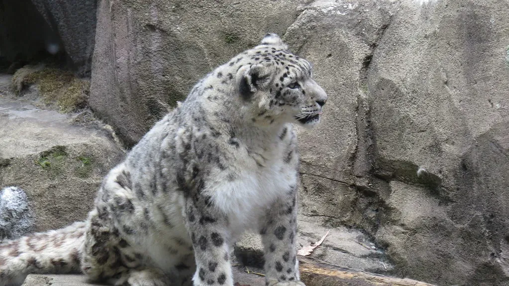 4. Snow Leopard: The Ghost of the Mountains (Accretion Disc, Flickr, CC BY 2.0)