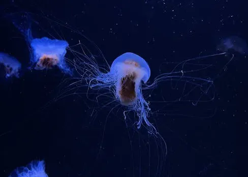 Alien Life Forms Hiding In Plain (Dark) Sight (Image Credits: Pexels)