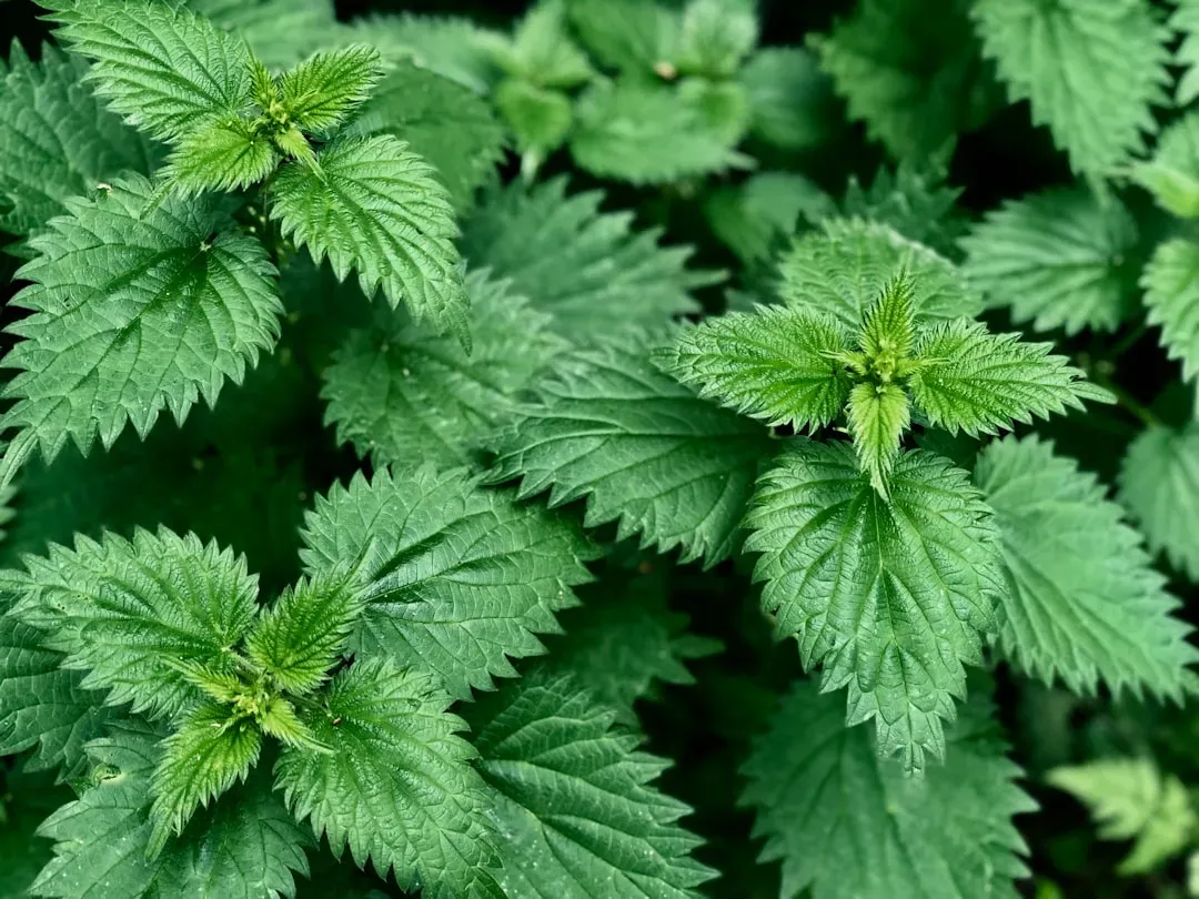 #10 - A Patch of "Weeds" Was Secretly Pest Control (Image Credits: Unsplash)