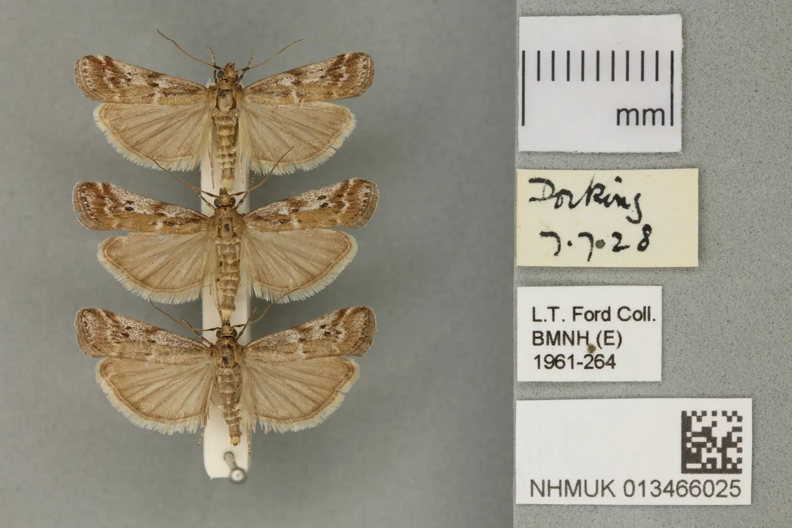 #11 - The "Barcode-Only" Moths Without Faces (By Natural History Museum, London, CC BY 4.0)