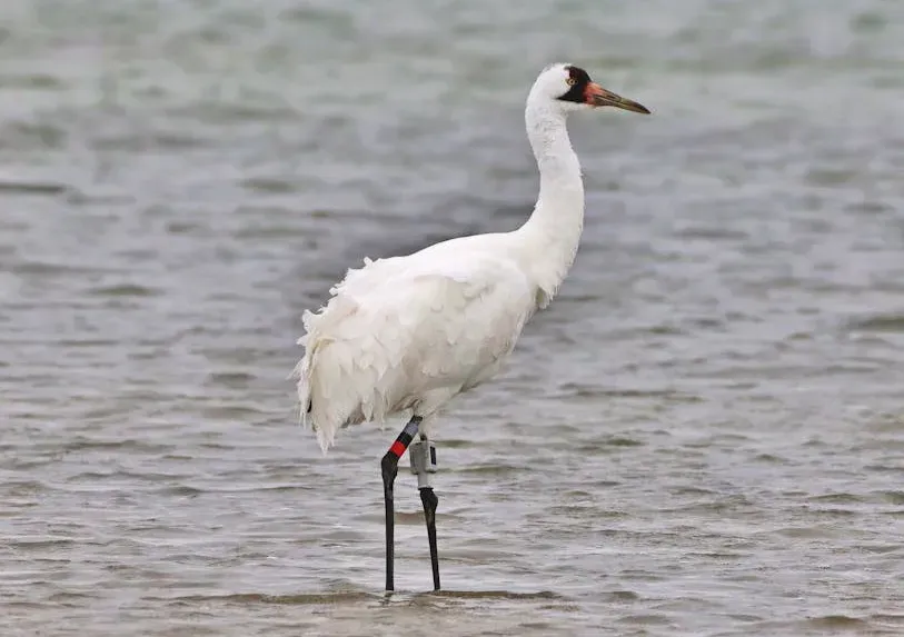 4. Whooping Crane: The Tall Bird Making a Fragile Comeback (Image Credits: Pexels)
