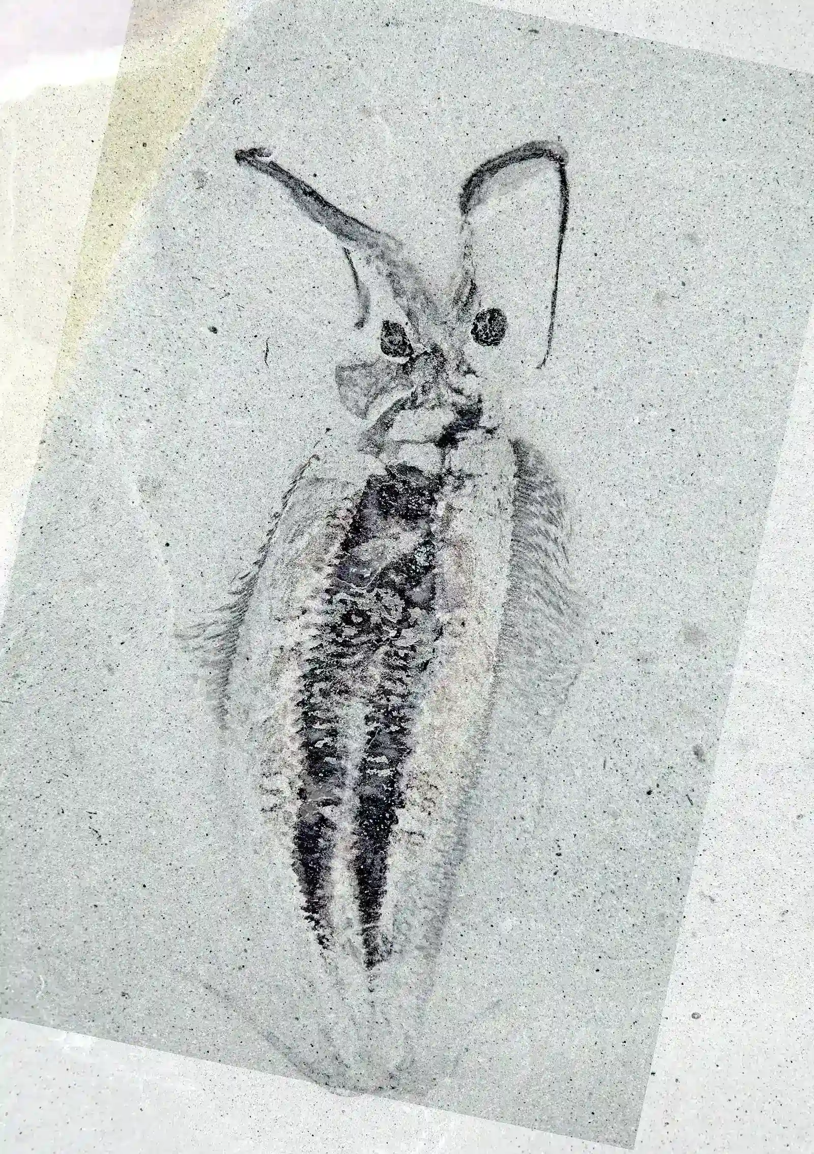#8 Nectocaris Pteryx Early Specimen (Image Credits: Image: Martin R. Smith, CC0, via Wikimedia Commons)