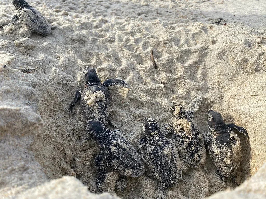 Born Navigators: Imprinting On Their Birth Beach (Image Credits: Flickr)