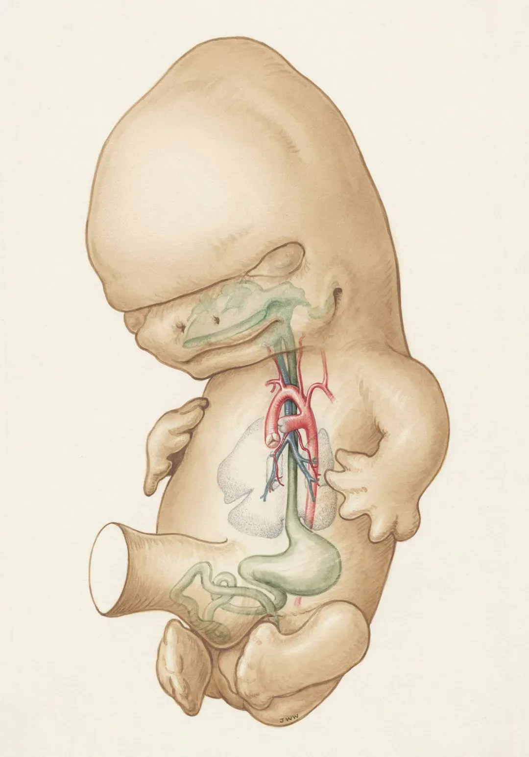 When Does It Begin in Human Development (Image Credits: Unsplash)