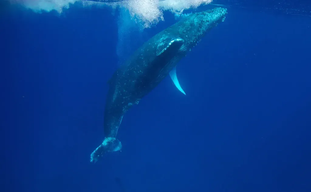 Entanglement in Fishing Gear Slowly Wears Them Down (Image Credits: Wikimedia)