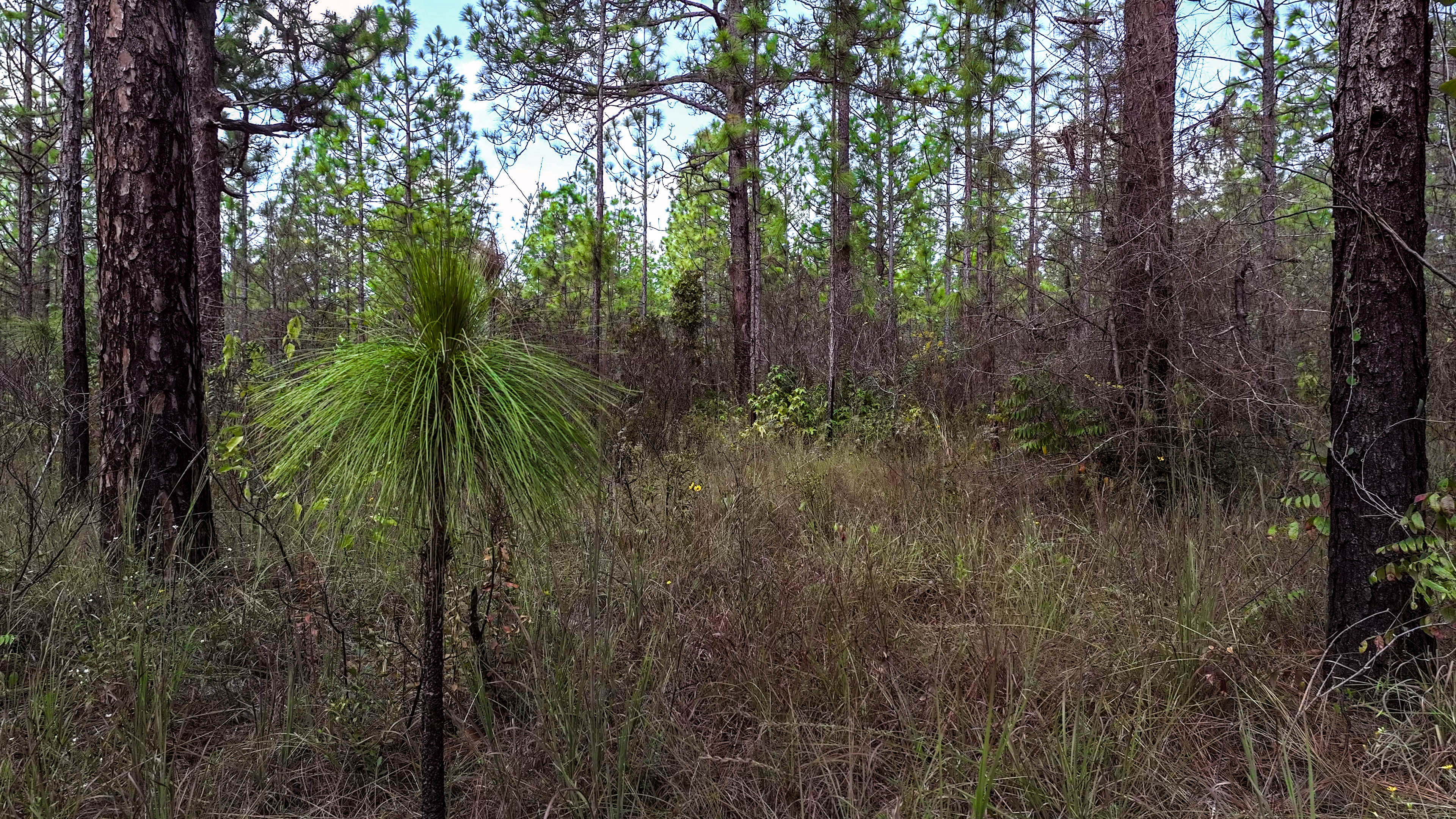 Kisatchie National Forest, Louisiana: Why It Matters in Longleaf Country (Image Credits: Wikimedia)