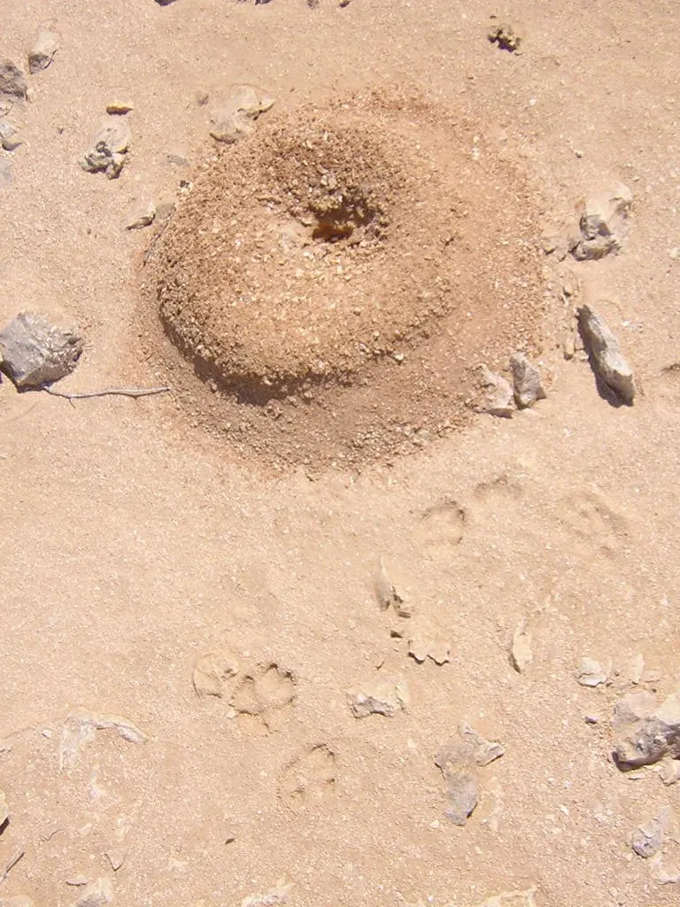 From Ancient Kings to Modern Magi: Stories Written in Sand and Stone (Image Credits: Wikimedia)