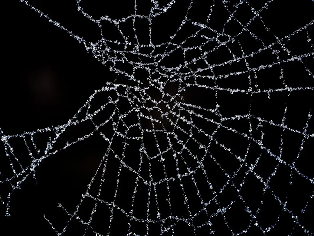 Spider Silk: The Super Material in a Dewy Web (Image Credits: Unsplash)