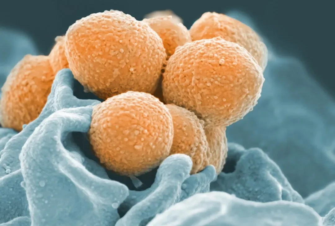 How Do Microbes Survive Such Extreme Cold? (Image Credits: Unsplash)