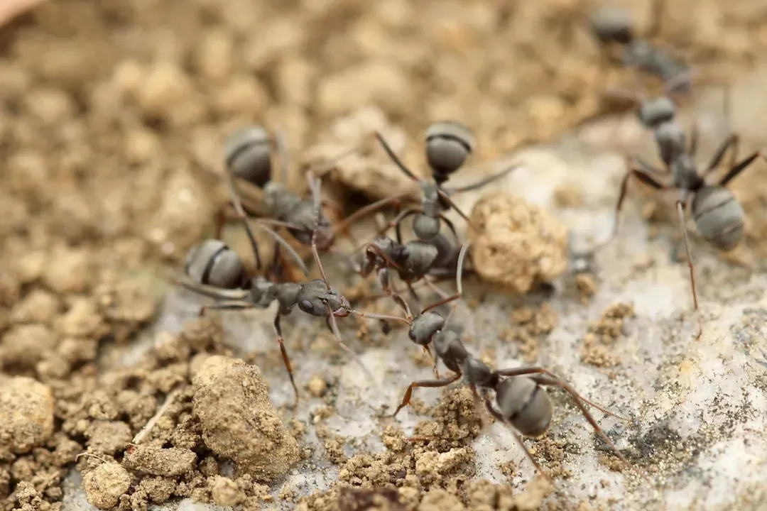 9. Ants and Bees: Tiny Brains, Massive Collective Intelligence (Image Credits: Unsplash)