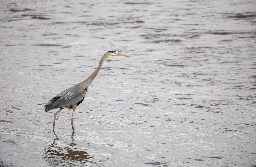 4. Those Long Legs Turn Shallow Water Into a Buffet Line (Image Credits: Flickr)