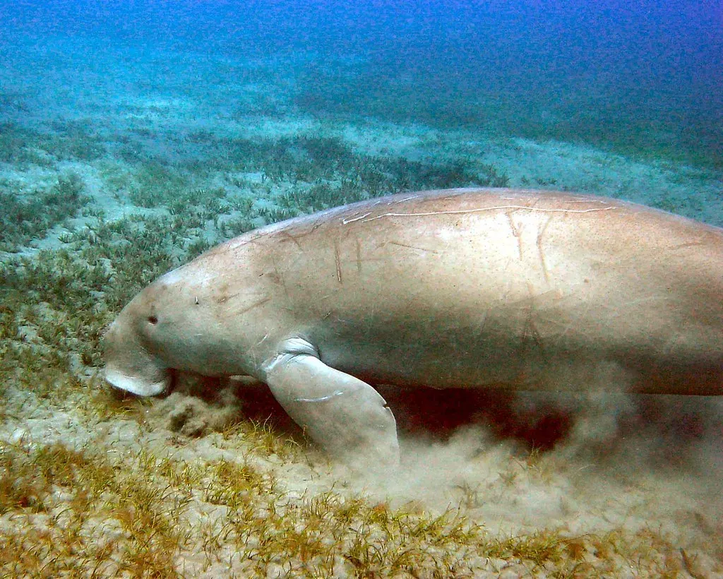 10. Dugong – Gardener of Seagrass Meadows (Ruth and Dave, Flickr, CC BY 2.0)
