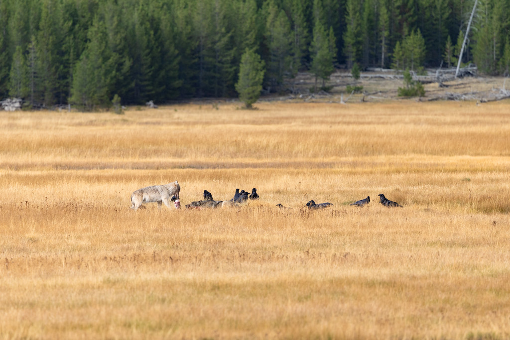 Recognition of Wolf Hunting Signals (Image Credits: Flickr)