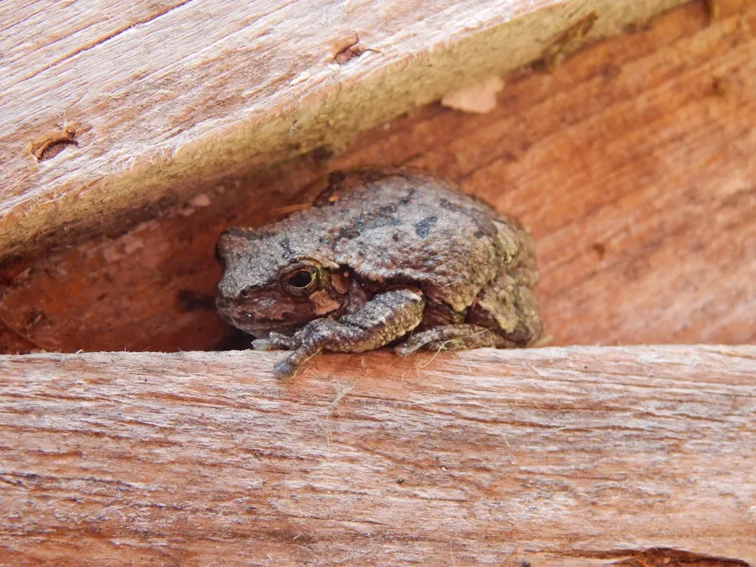 1. Wood Frog – The Little Amphibian That Freezes Solid (Image Credits: Unsplash)