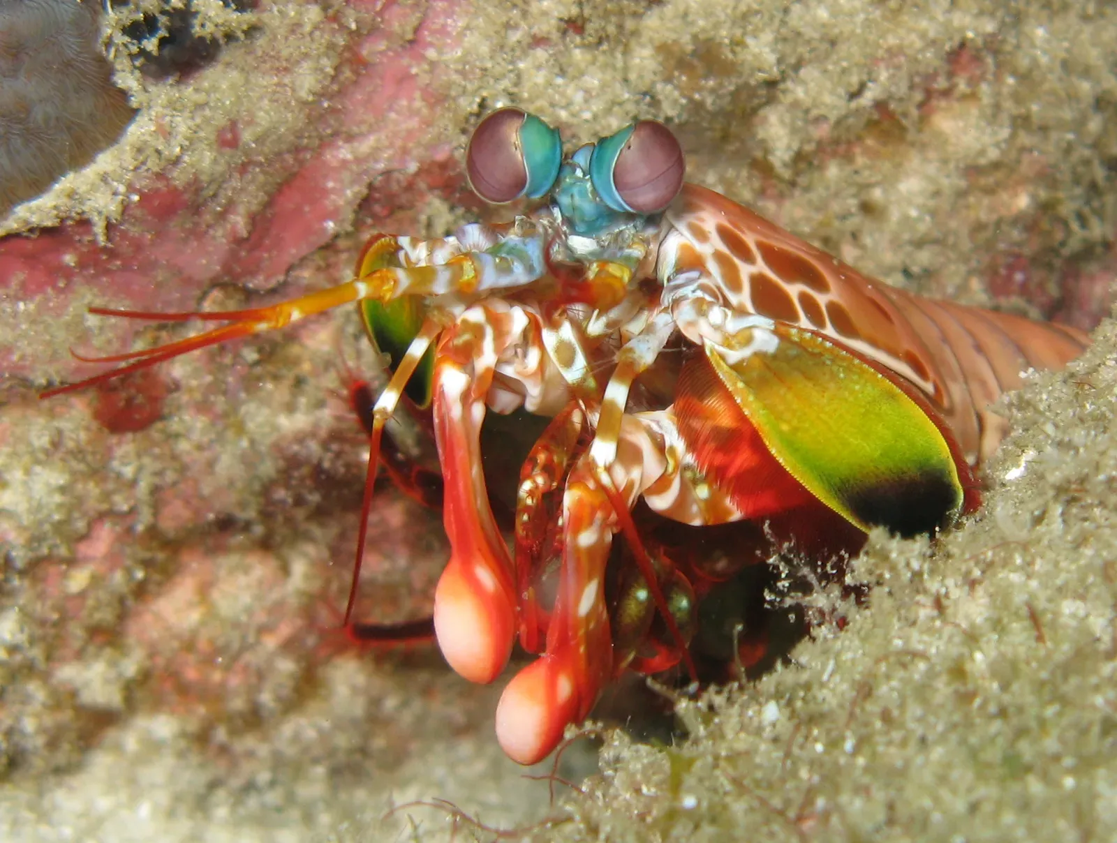 Mantis Shrimp Eyes That See Impossible Colors (Image Credits: Wikimedia)
