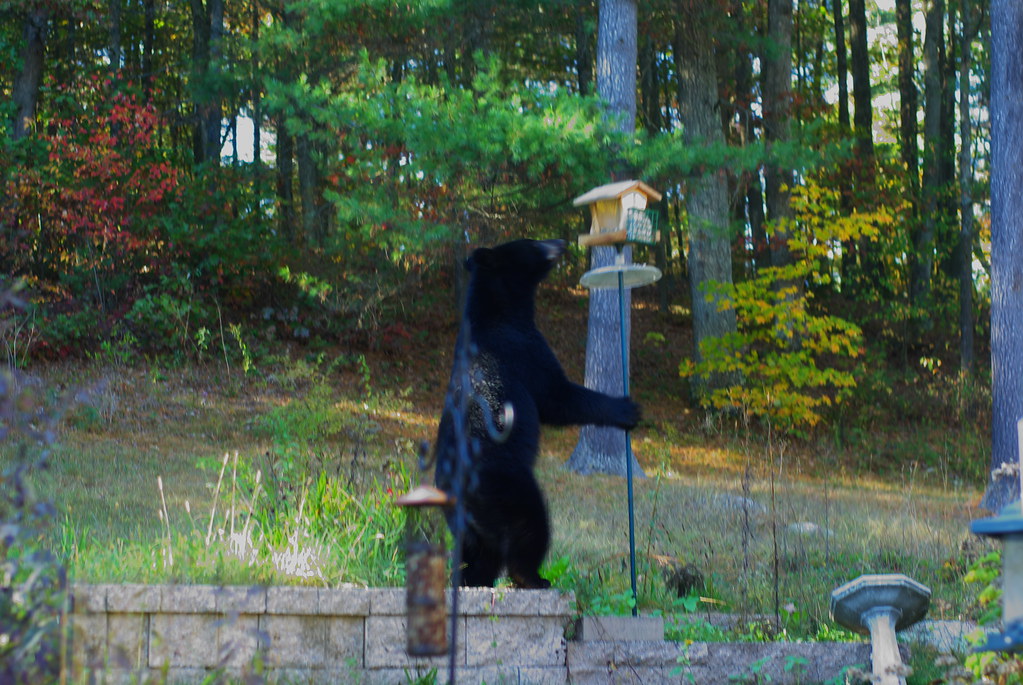 Weather Patterns Drive Bears to Cities (Image Credits: Flickr)