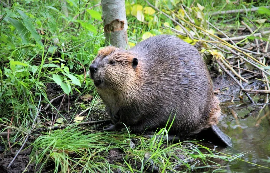 How Earlier Beaver Activity Can Help and Sometimes Hurt (irio.jyske, Flickr, CC BY 2.0)